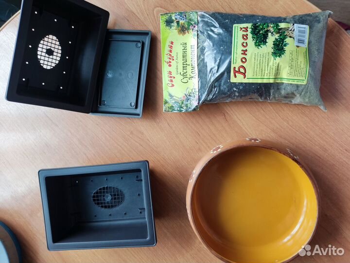 Бонсайница