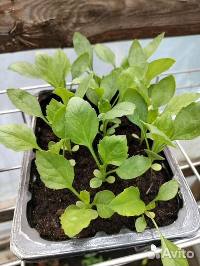 Рассада бархатцы, астры