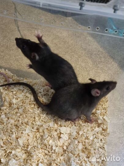 Декоративная крыса дамбо