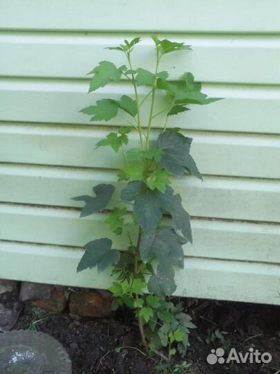 Саженцы чёрной и красной смородины