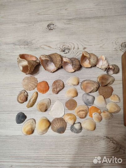 Ракушки и камешки для аквариума 1кг