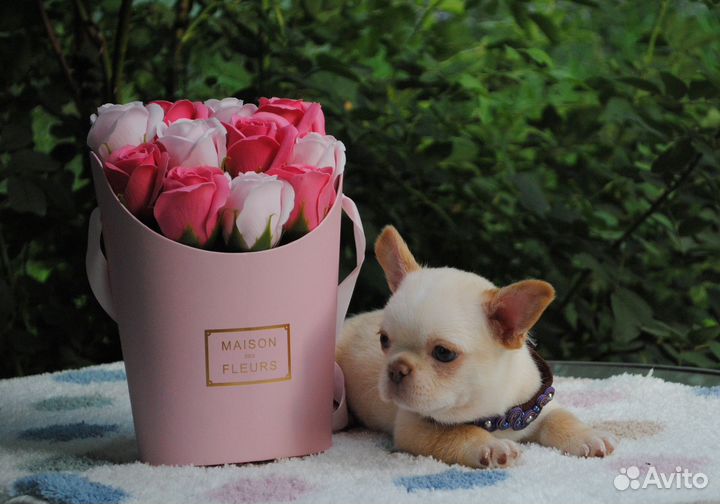 Чихуахуа крем брюле