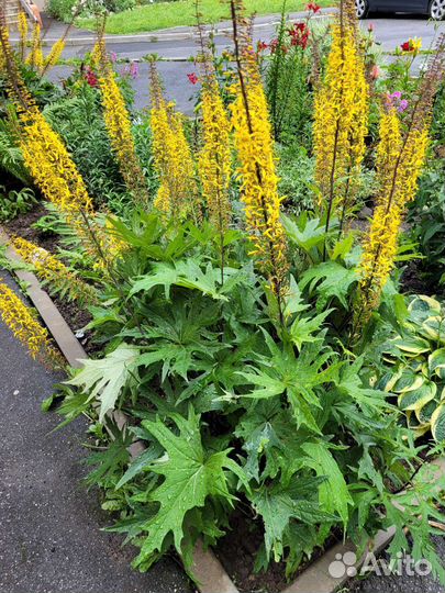 Многолетние растения для сада