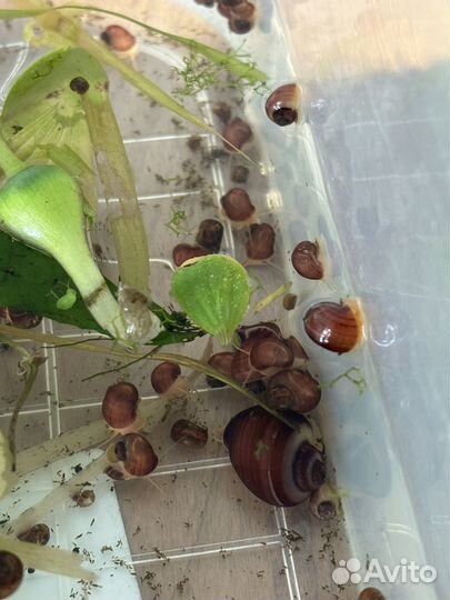 Улитка ампулярия