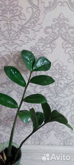 Замиокулькас черный