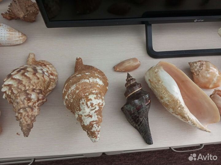 Морские ракушки раковины