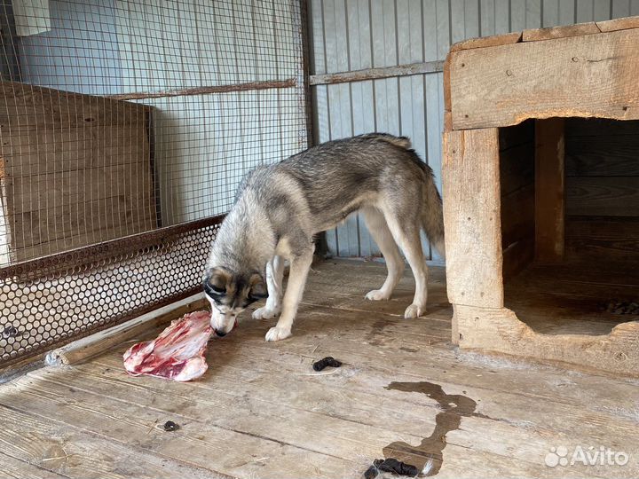 Хаски в добрые руки