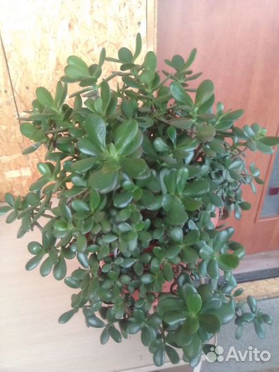Денежное дерево толстянка