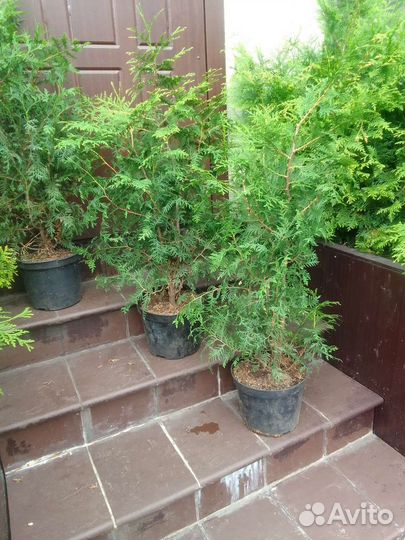 Туя брабант