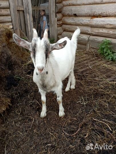 Продам коз
