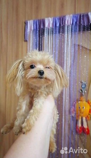 Мальтипу Микро ти-кап тэдди