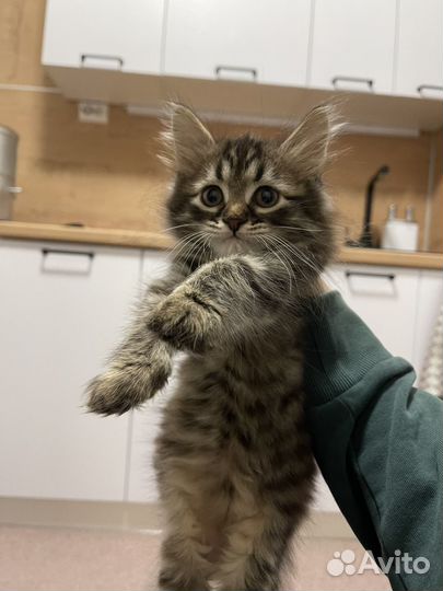 Кошка