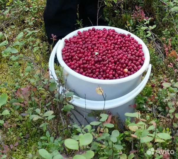 Саженцы черешня вишня