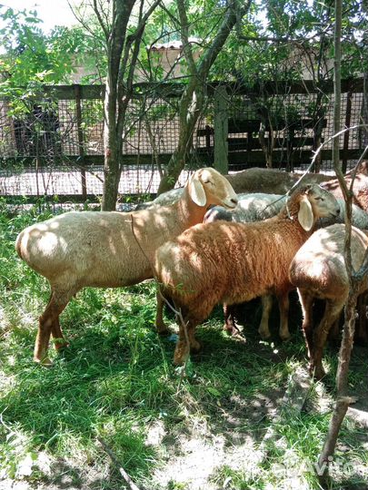 Продам гиссарских баранчиков