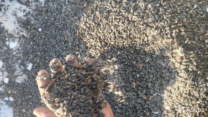 Семечки подсолнечника и овес лузга подсолнечника