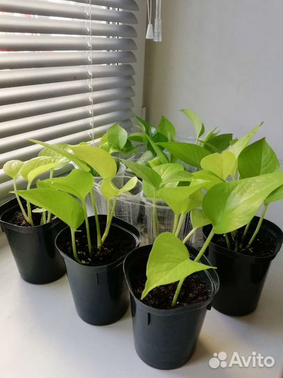 Сциндапсус Неон