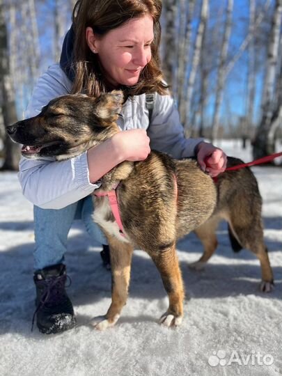 Ласковая собака грустит в приюте