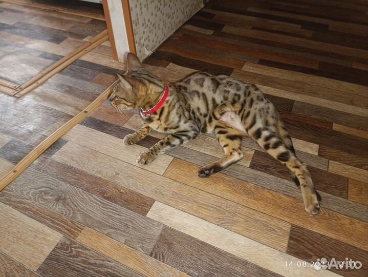 Бенгальская кошка