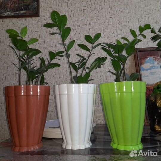 Замиокулькас