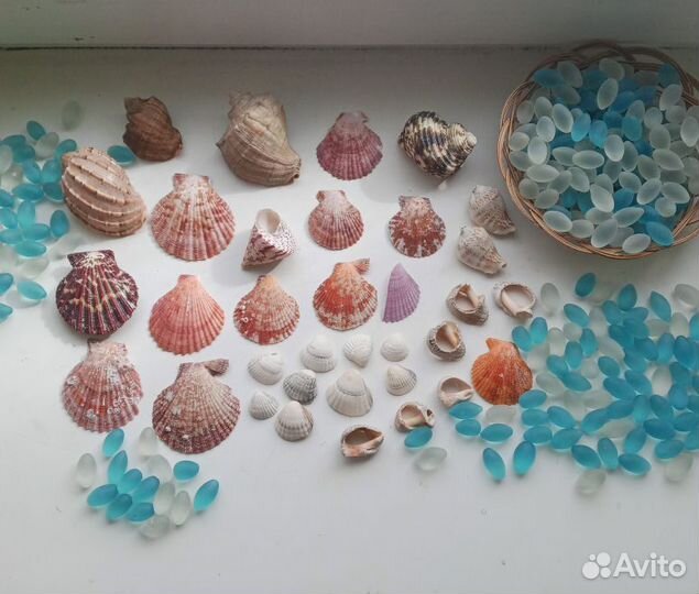 Морские ракушки раковины