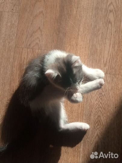 Отдаём очень милого котёнка в добрые руки