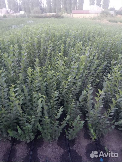 Кизильник блестящий