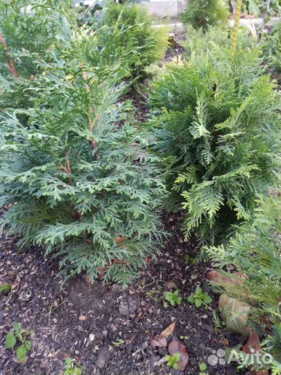 Можжевельник, Ель,Тис, Барбарисы