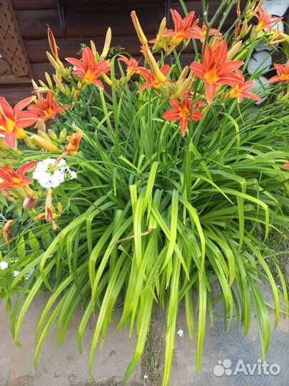 Лилейник (обмен)