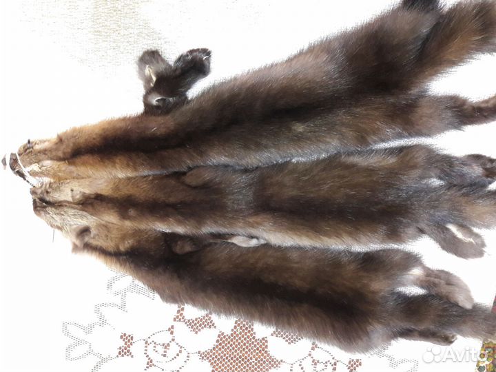 Шкура соболя