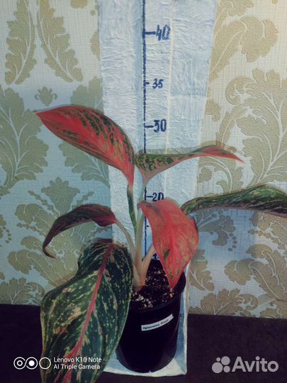 Аглаонемы Крит и Пинкат (Pincut)