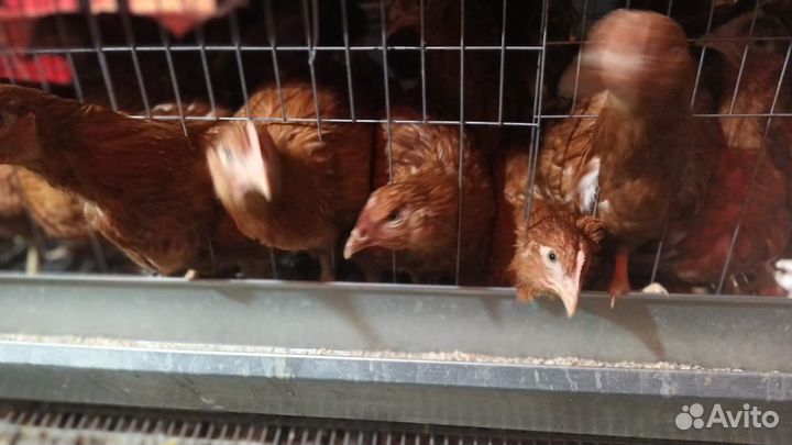 Курочки молодки