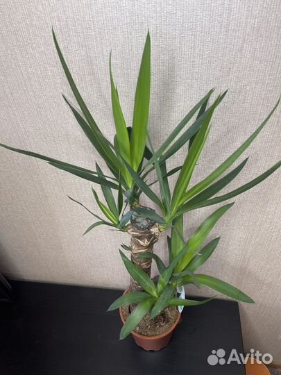 Пальма юкка комнатные цветы