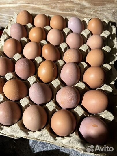 Домашние куриные яйца