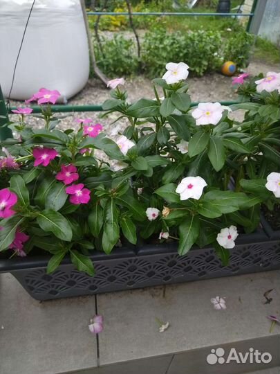 Катарантус