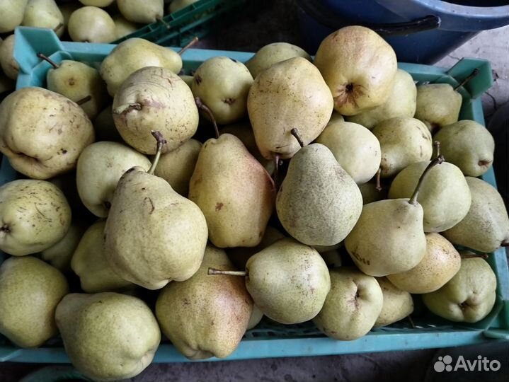 Груша осенняя