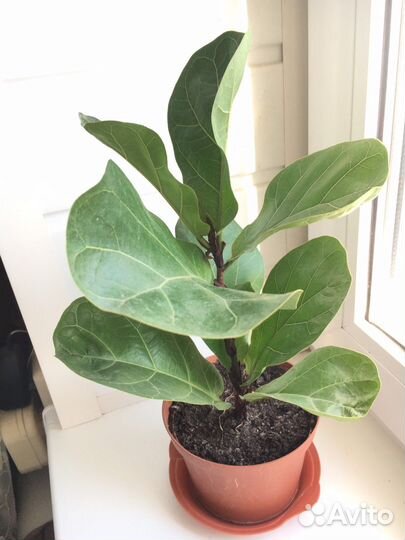 Фикус лирата