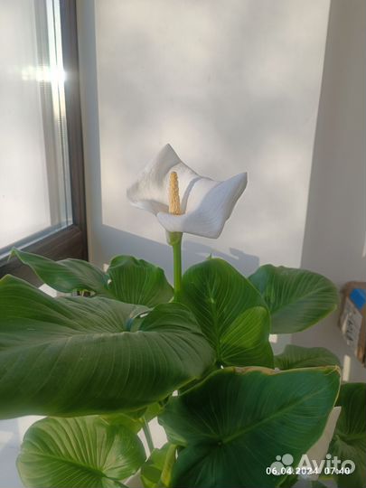 Каллы белые