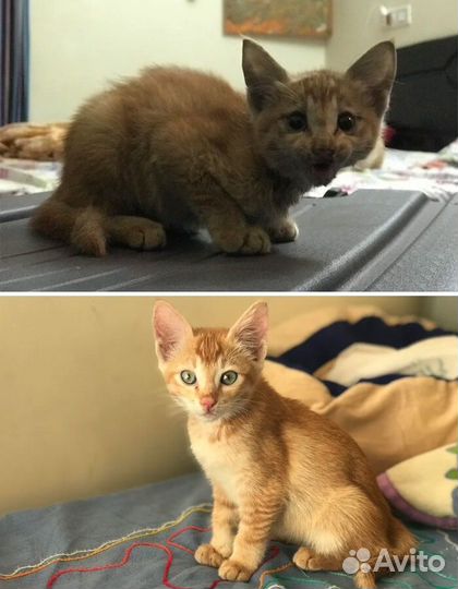 Котята в добрые руки бесплатно