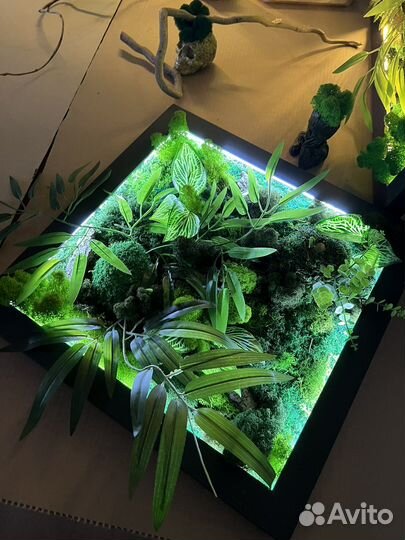 Фитопанели, картины из мха, фитокартины