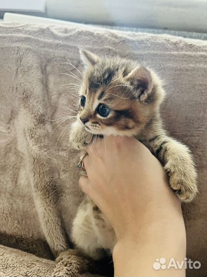 Шотландский котёнок