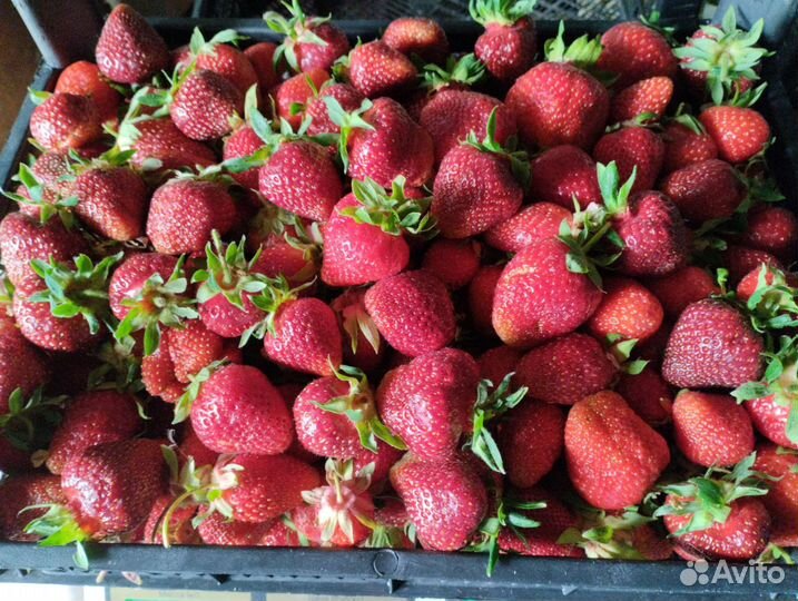 Верхопенский клубничный микс из более 30 сортов