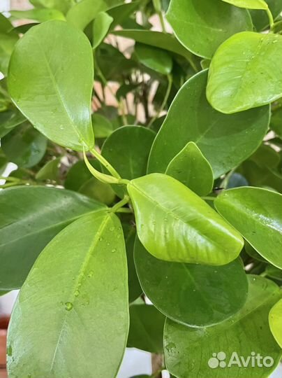 Фикус Мокламе дерево 95 см