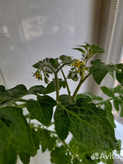 Томат снегирёк для балкона