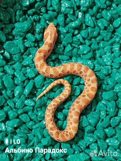 Змея свиноносый уж