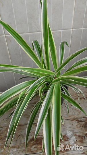 Хлорофитум несколько растений