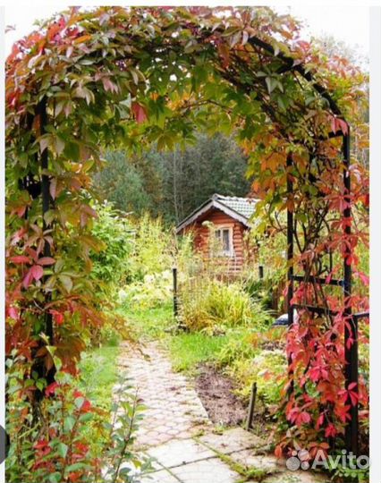 Саженцы девичий виноград