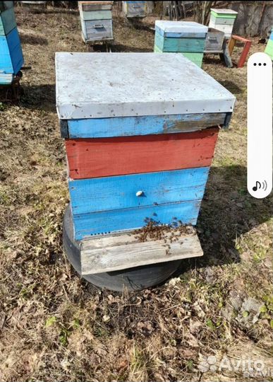 Пчелы карника