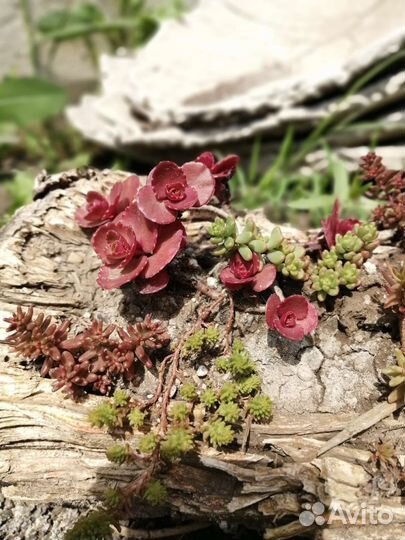 Очиток/Седум