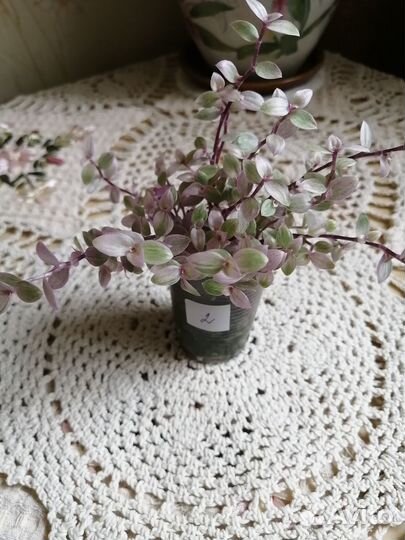 Предлагаю коллизии сорта 