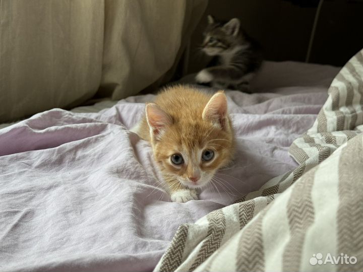 Котята в добрые руки приучены к лотку